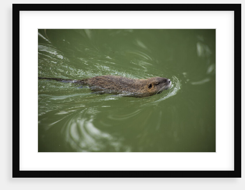 Muskrats in Jordan River by Anonymous