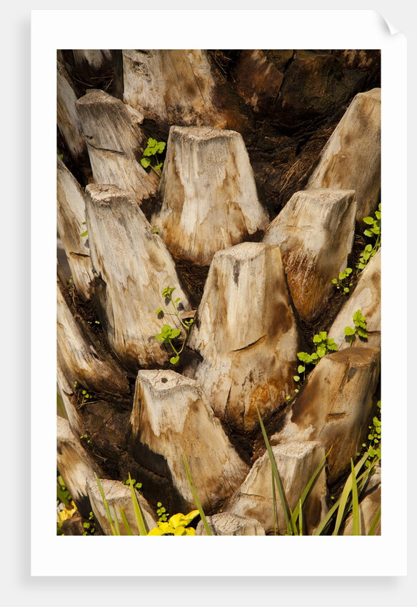 Palm Tree Bark by Anonymous