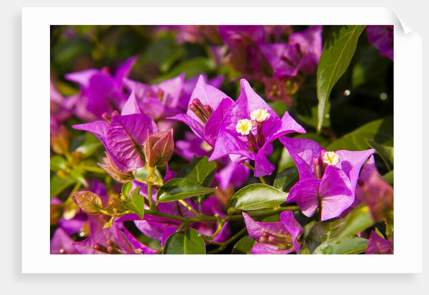 Bougainvillea Flowers by Anonymous