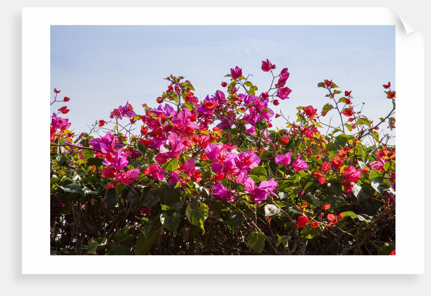 Bougainvillea Flowers by Anonymous