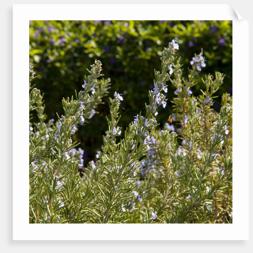Flowering Sage Bush by Anonymous