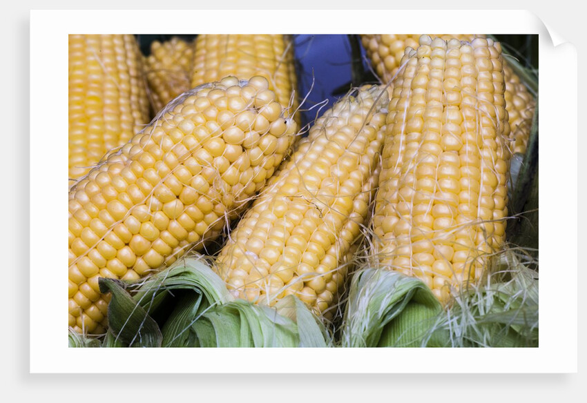 Fresh sweet corn in Carmel Market by Anonymous