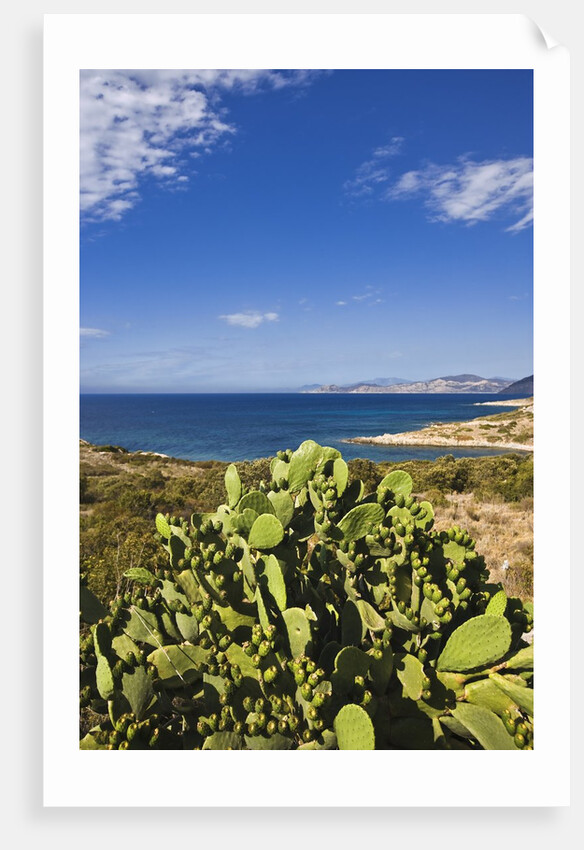View near Ostriconi beach, Corsica, France by Anonymous
