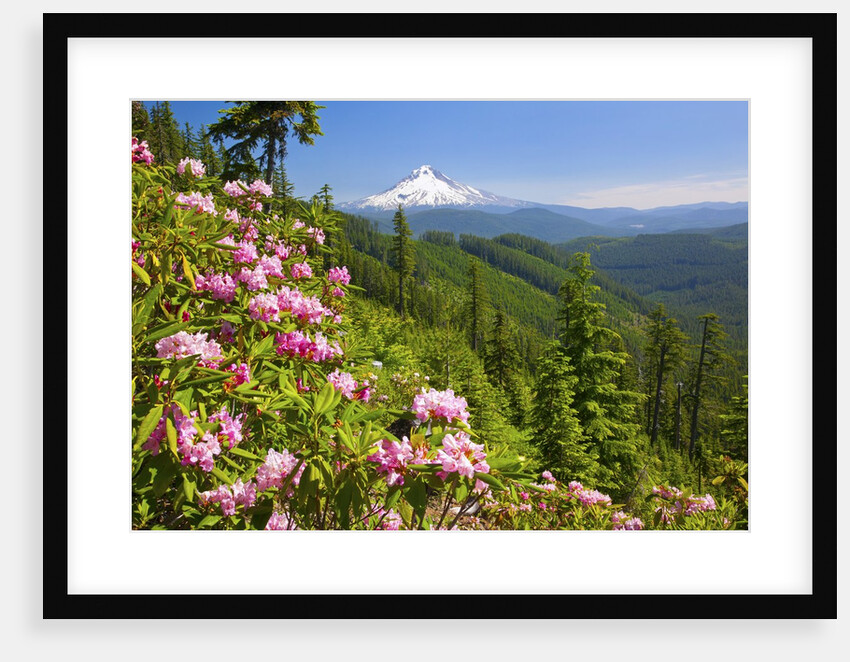 Mt. Hood National Forest by Anonymous
