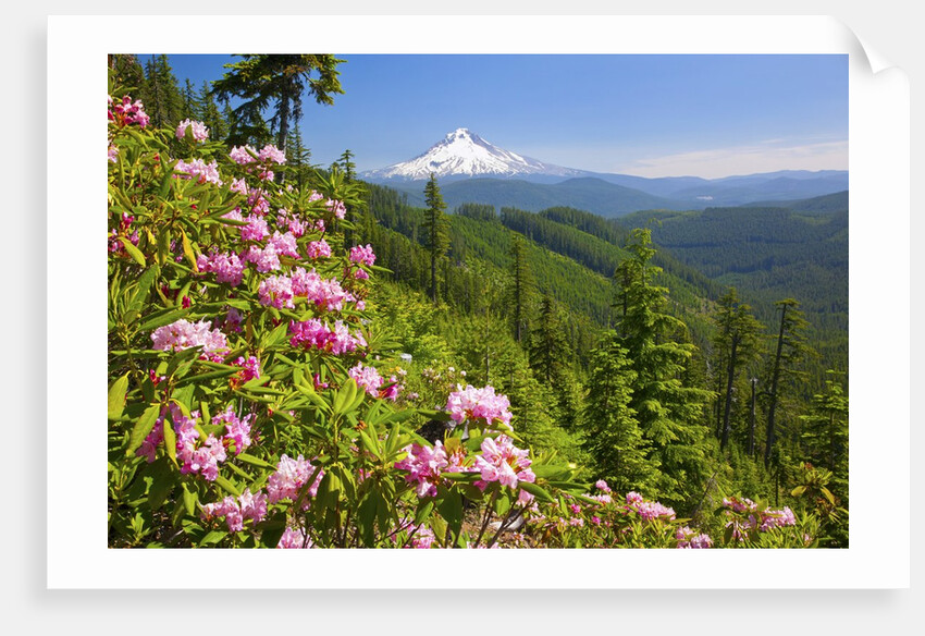 Mt. Hood National Forest by Anonymous