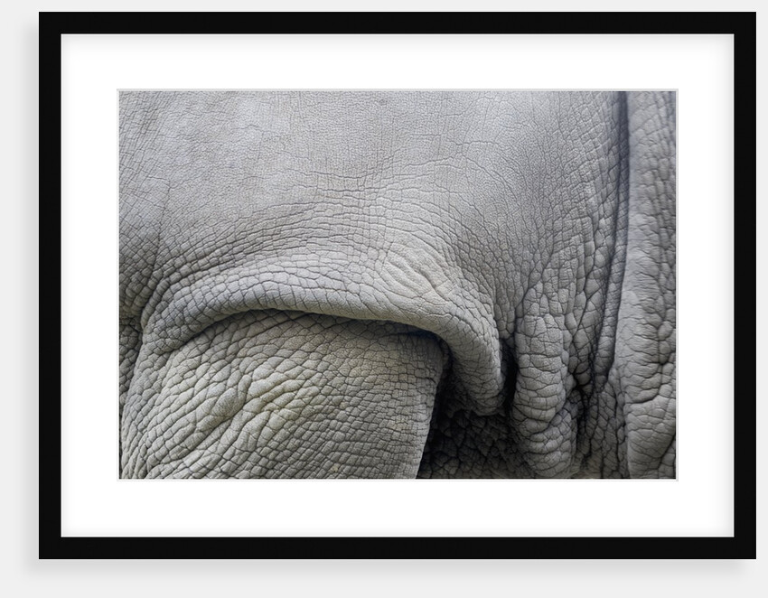 Detail, skin & shoulder of white rhinoceros (Ceratotherium simum) by Anonymous