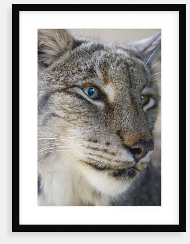 Siberian lynx (Lynx lynx wrangeli) by Anonymous