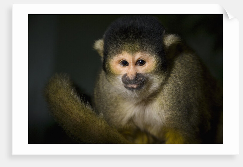 Black-handed spider monkey (Ateles geoffroyi) by Corbis