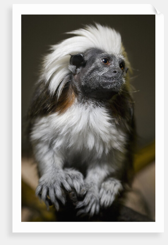 Cotton-top tamarin (Sanginus oedipus oedipus) by Anonymous