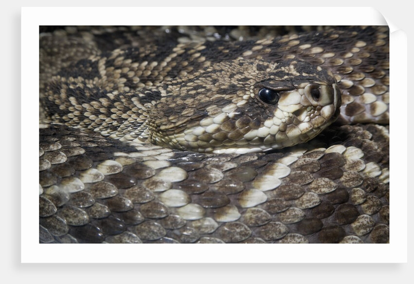 Eastern diamondback rattlesnake (Crotalus adamanteus) by Anonymous