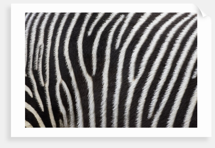 Pattern on side of Grevy's zebra (Equus grevyi) by Anonymous