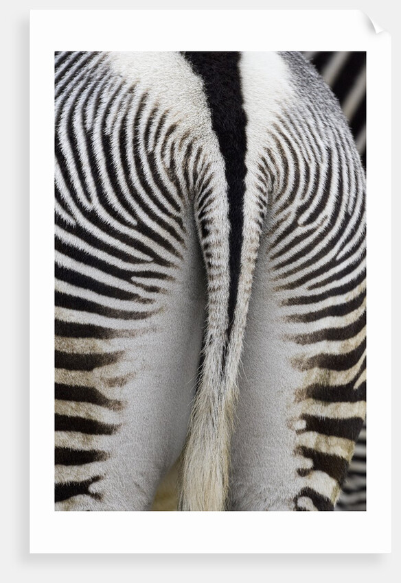 Tail & hindquarters of of Grevy's zebra (Equus grevyi) by Anonymous