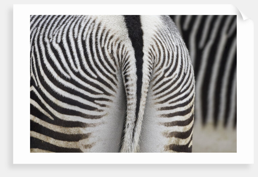 Tail & hindquarters of of Grevy's zebra (Equus grevyi) by Anonymous