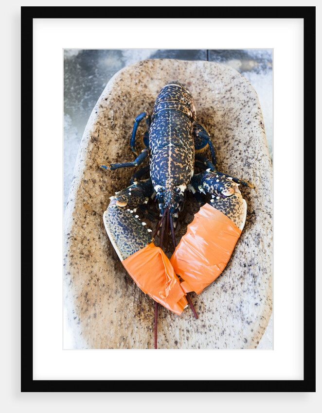 Lobster - Sea food delicacy by Anonymous