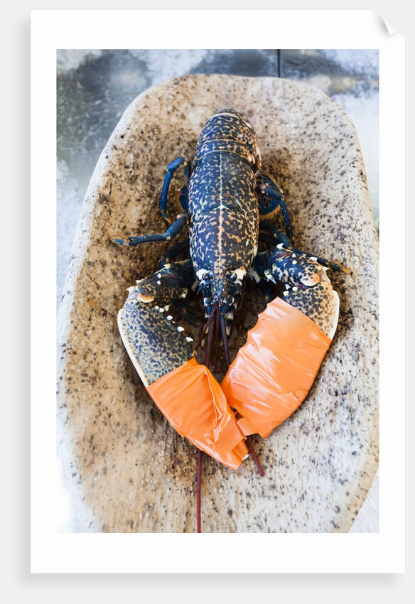 Lobster - Sea food delicacy by Anonymous