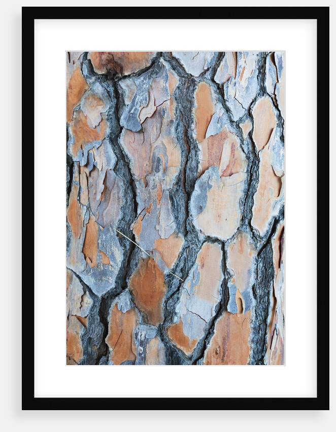 Pine tree bark by Anonymous