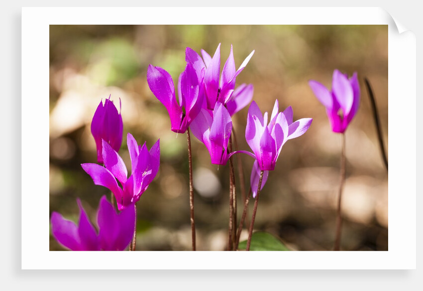 Wild botanical Cyclamen flowers by Anonymous