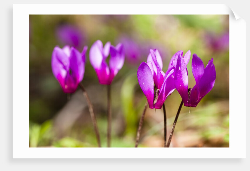 Wild botanical Cyclamen flowers by Anonymous