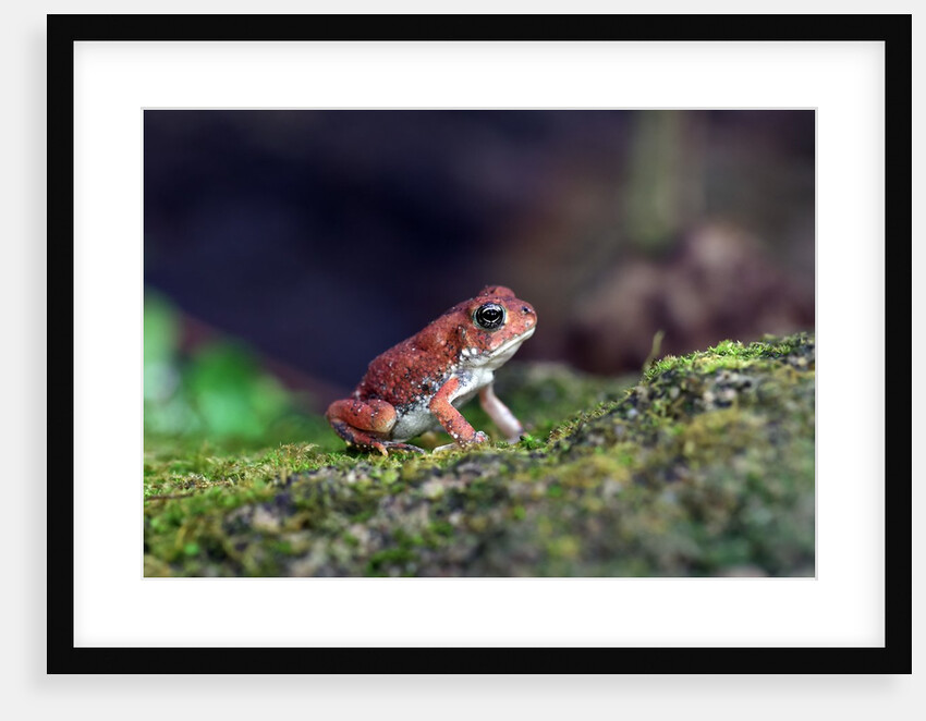 Fowler's toad by Anonymous