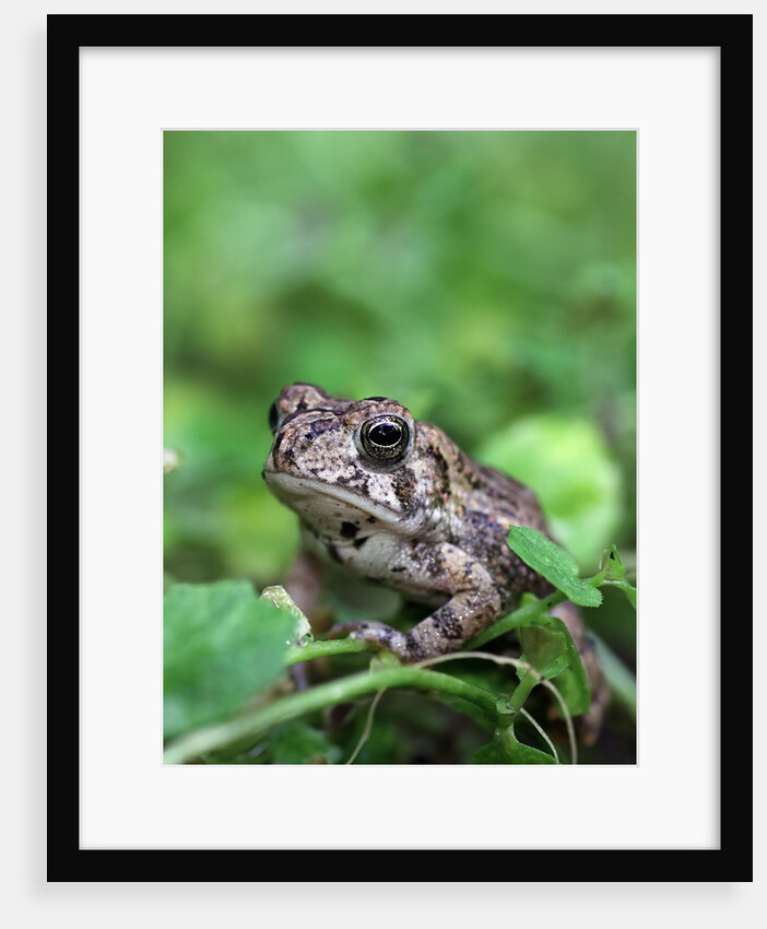 Fowler's toad by Anonymous