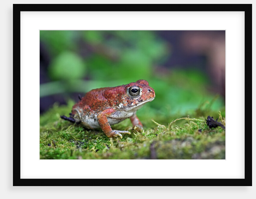 Fowler's toad by Anonymous