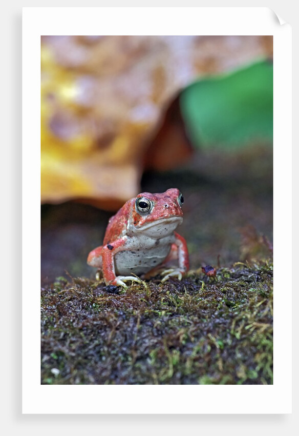 Fowler's toad by Anonymous