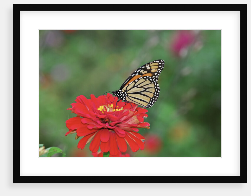 Monarch butterfly on flower by Anonymous