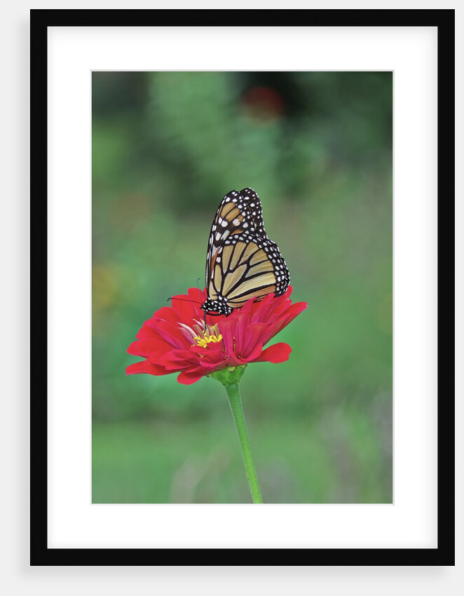 Monarch butterfly on flower by Anonymous