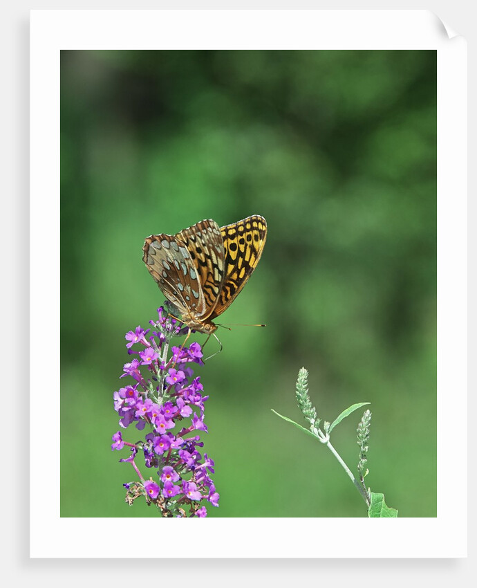 Greater fritillaries butterfly on flower by Anonymous