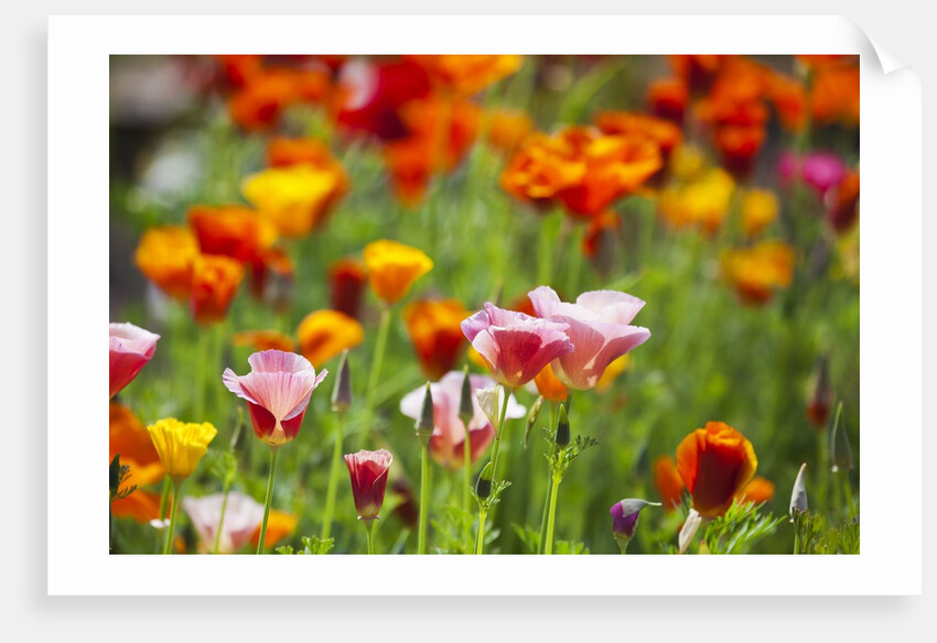Poppies in Full Bloom by Anonymous