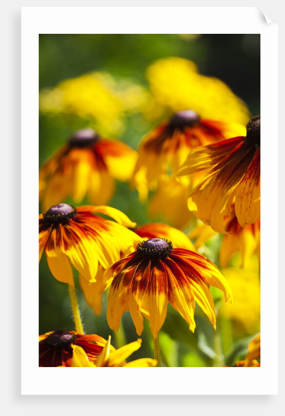 Cherokee Sunset Cone Flowers in Bloom by Anonymous