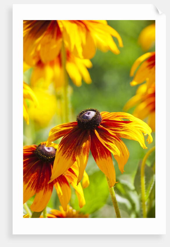 Cherokee Sunset Cone Flowers in Bloom by Anonymous