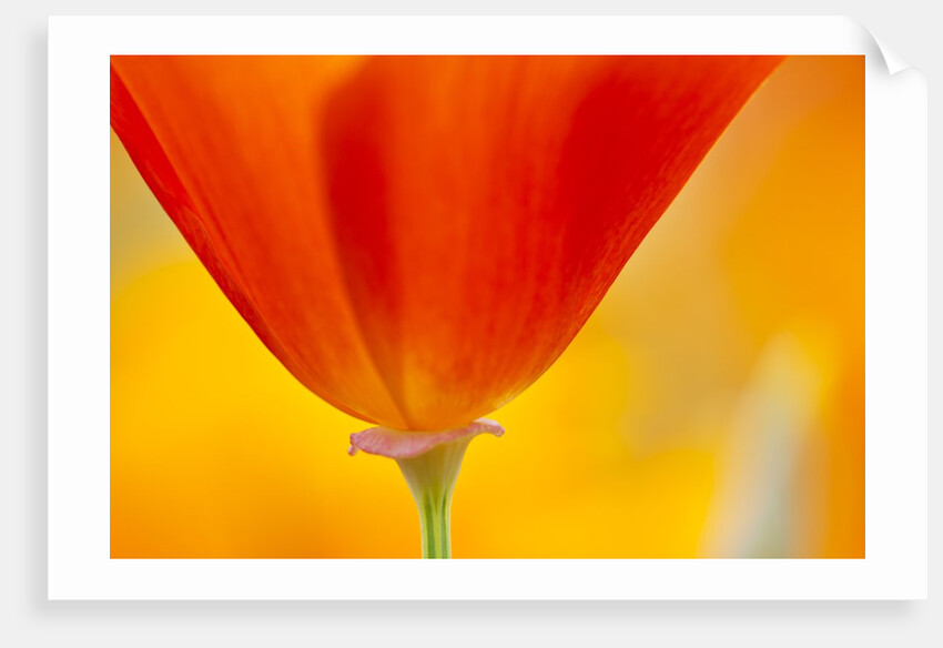 Summer Mission Bell Poppies in Full Bloom by Anonymous