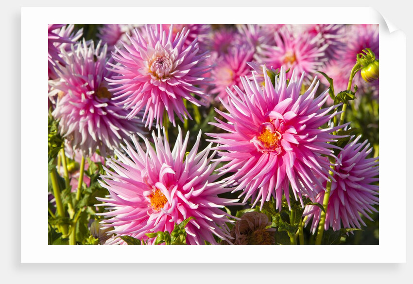 closeup Dahlia field, Canby, Oregon, Pacific Northwest. United States by Anonymous
