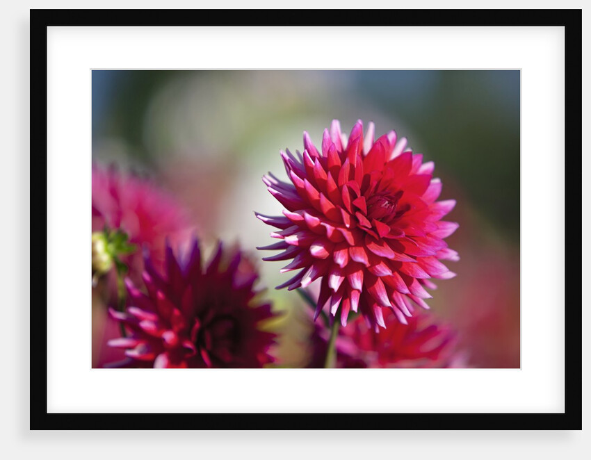 closeup Dahlia field, Canby, Oregon, Pacific Northwest. United States by Anonymous
