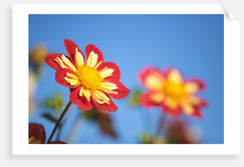 closeup Dahlia field, Canby, Oregon, Pacific Northwest. United States by Anonymous