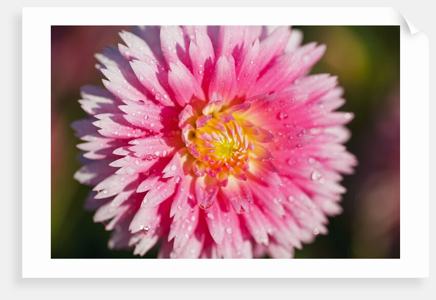 closeup Dahlia field, Canby, Oregon, Pacific Northwest. United States by Anonymous