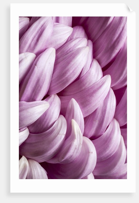 Giant Chrysanthemums by Anonymous