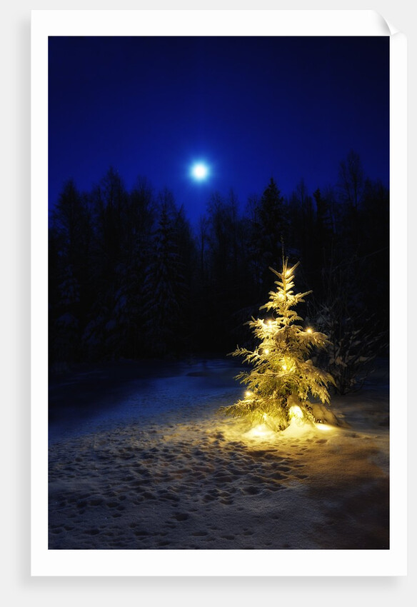 Small Christmas tree against silhouette trees and full moon by Anonymous