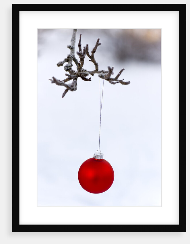 Close-up of red bauble hanging on branch against blurred background by Anonymous