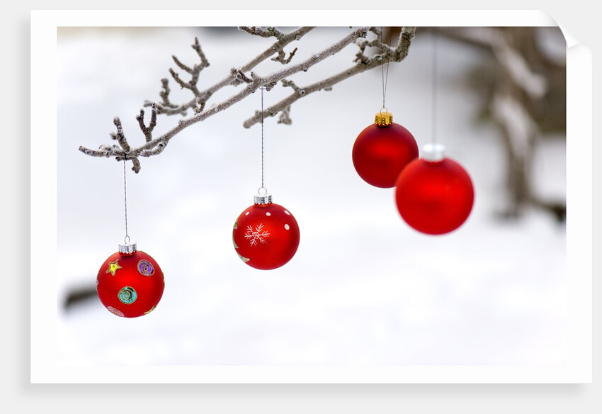 Close-up of red baubles hanging on branch against blurred background by Anonymous