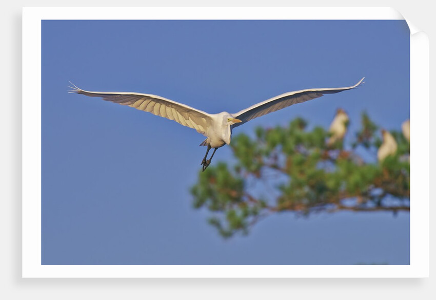 Great Egret in flight by Anonymous