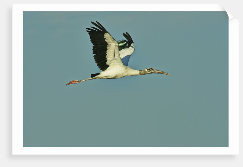 Wood stork flying against blue sky by Anonymous