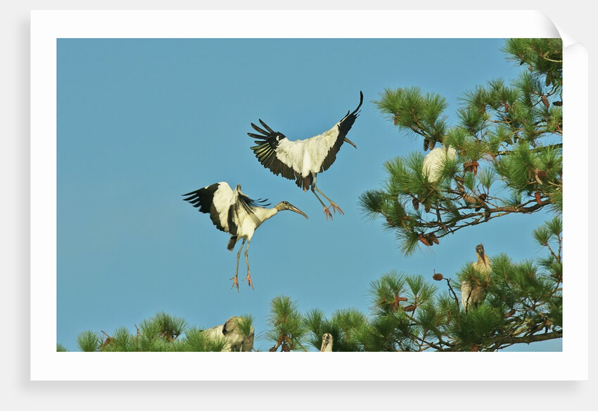 Group of wood storks by Anonymous