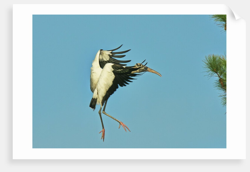 Wood stork before landing on tree branch by Anonymous