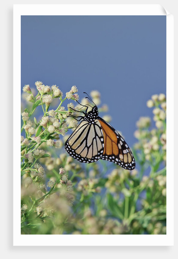 Monarch Butterfly resting on flower buds by Anonymous
