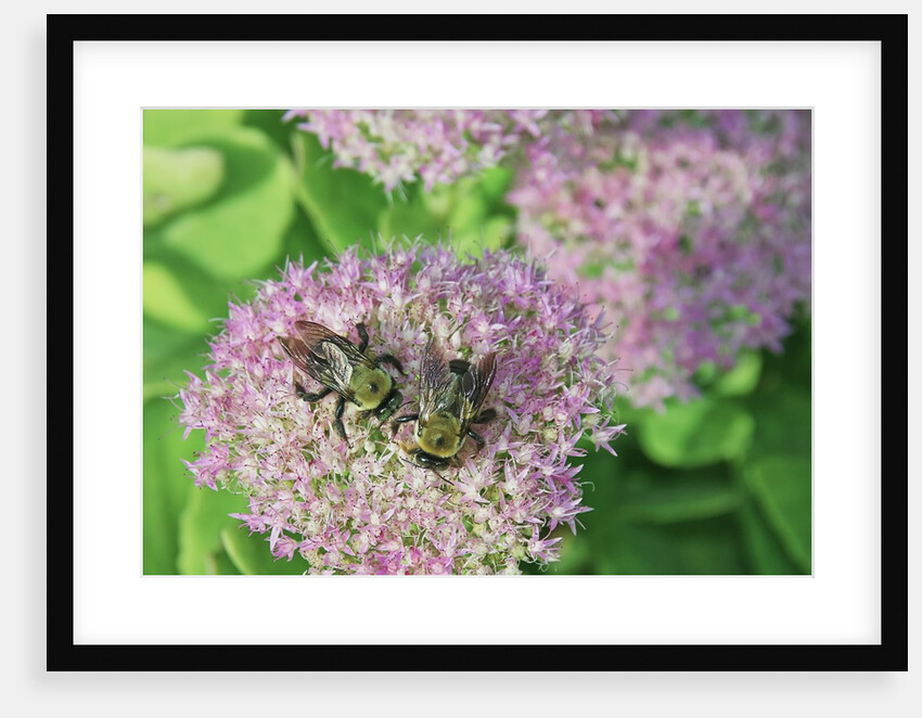 Bumble Bee resting on flower buds by Anonymous