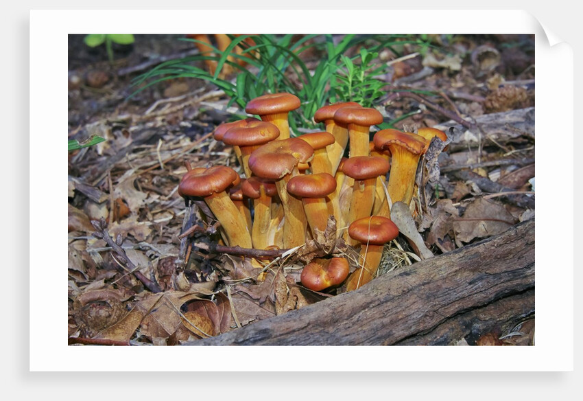 Jack-o-lantern Mushroom growing on dead tree trunk by Anonymous