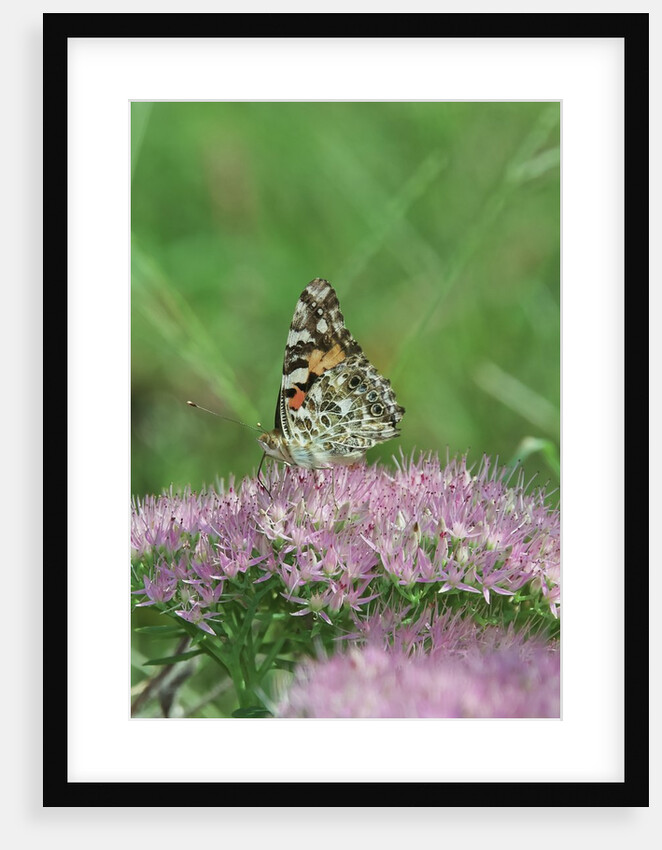 Painted Lady Butterfly resting on flower bud by Anonymous