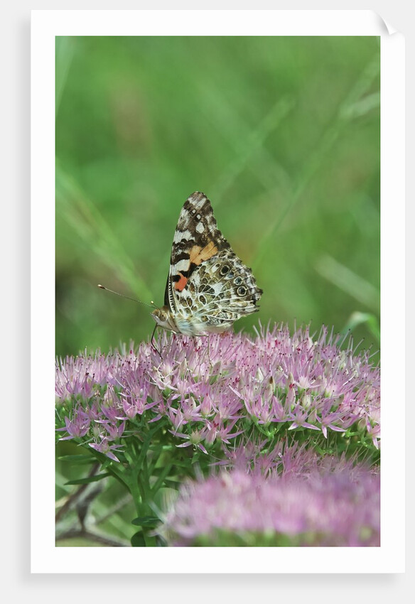 Painted Lady Butterfly resting on flower bud by Anonymous